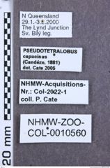 Etikette zu Pseudotetralobus capucinus (NHMW-ZOO-COL-0010560)